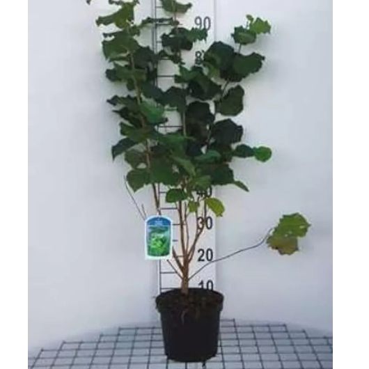 Image du participant