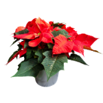  Poinsettia_jdl