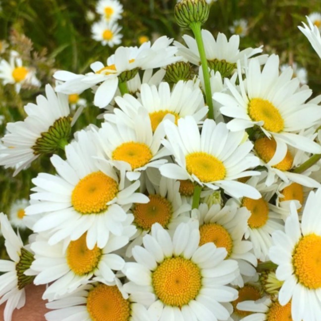 Image du participant